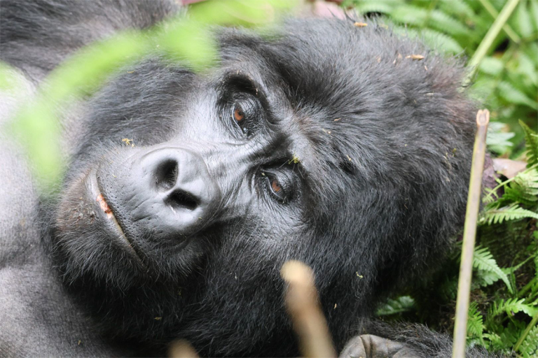 10-Days-Uganda-Gorilla-and-Wildlife-Safari