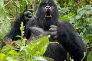 10 Days Uganda Gorilla And Wildlife Safari