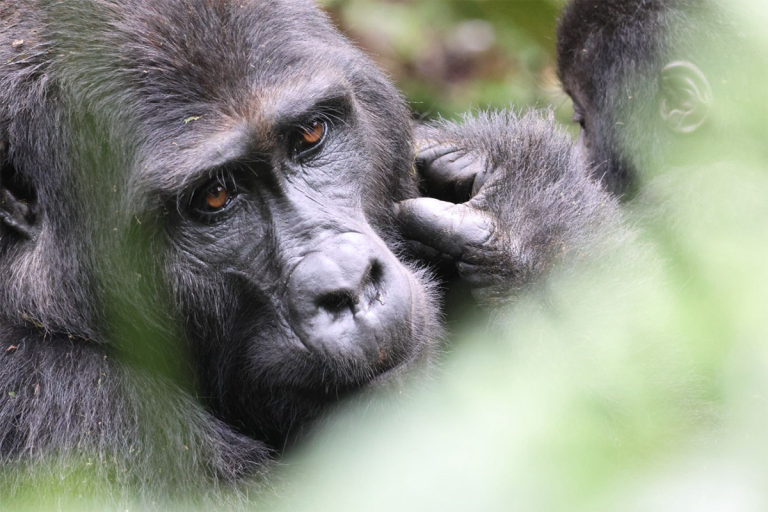 10-Day-Rwanda-Safari-Gorilla-Trekking-&-Wildlife-Adventure