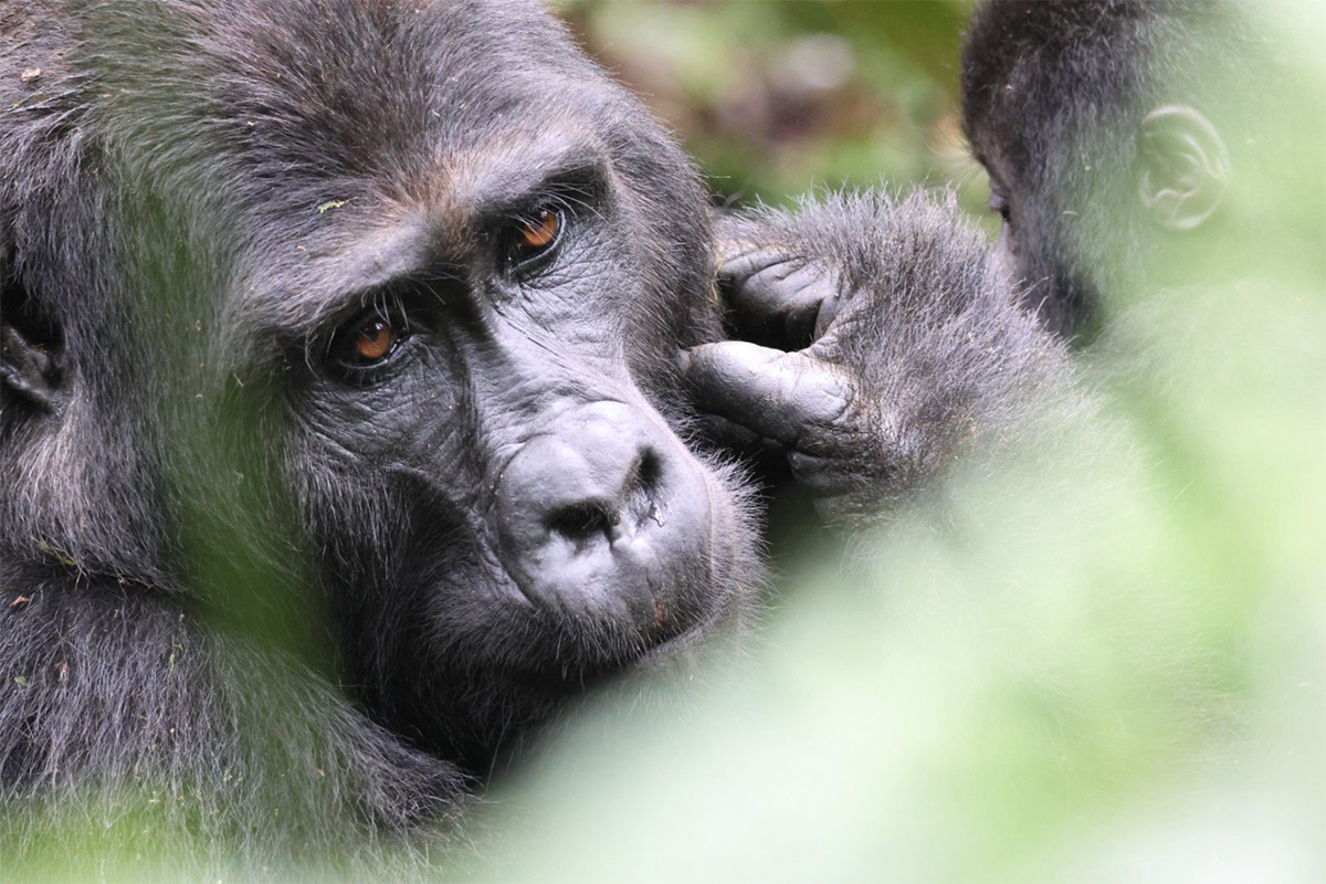 10-Day-Rwanda-Safari-Gorilla-Trekking-&-Wildlife-Adventure