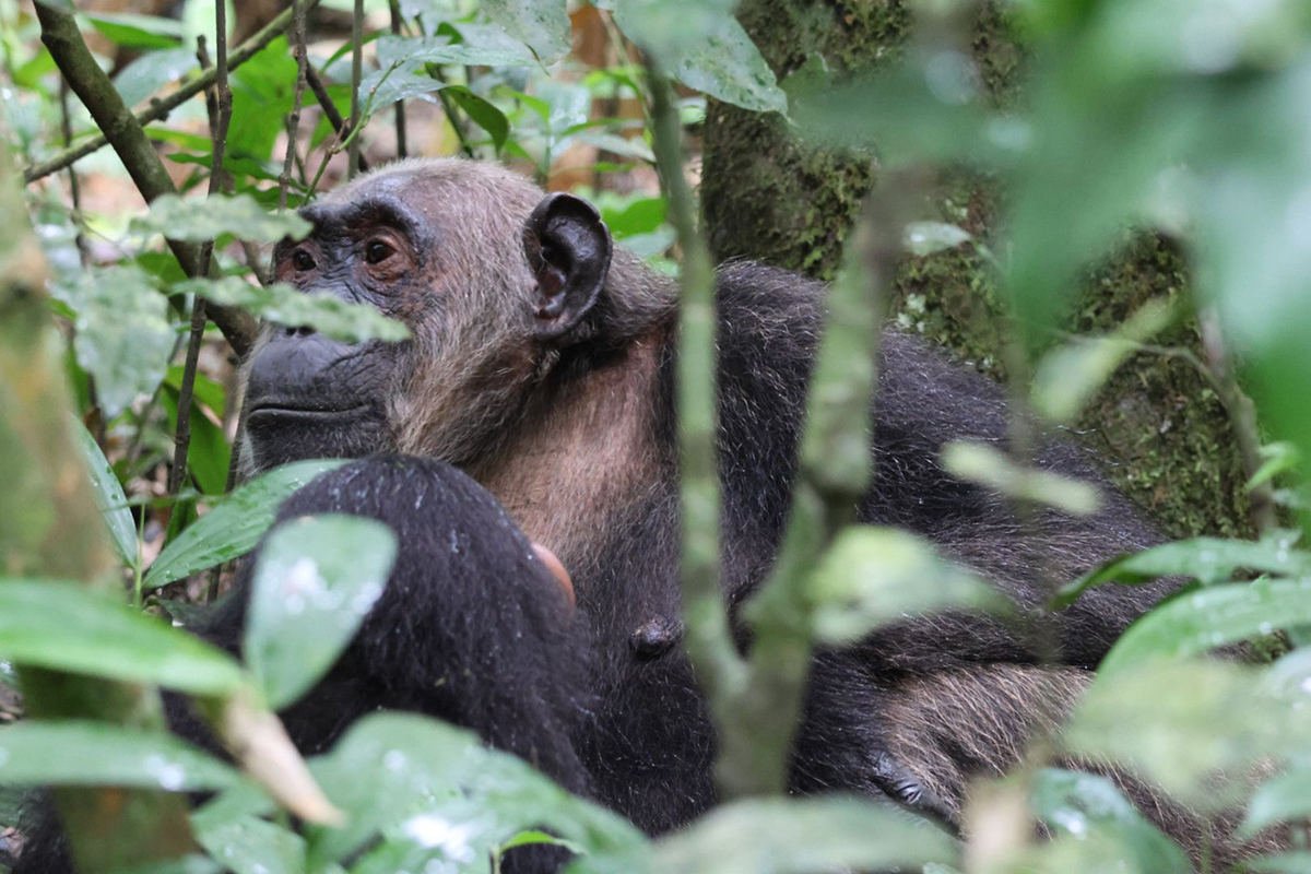 13-Days-Rwanda-Expedition-With-Chimpanzees-and-Gorilla-Trekking