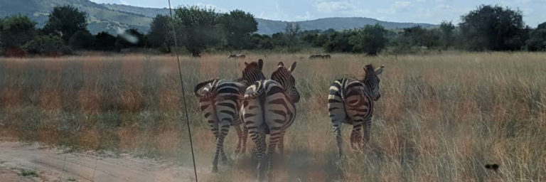 Zebra at Akagera National Park
