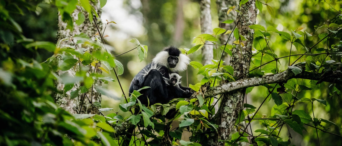 2 Days Nyungwe Forest Safari With Chimpanzee Trekking