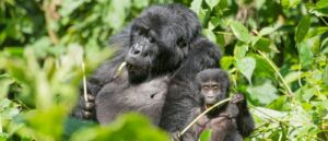 Experiencing Mountain Gorillas in Uganda from Kigali, Rwanda