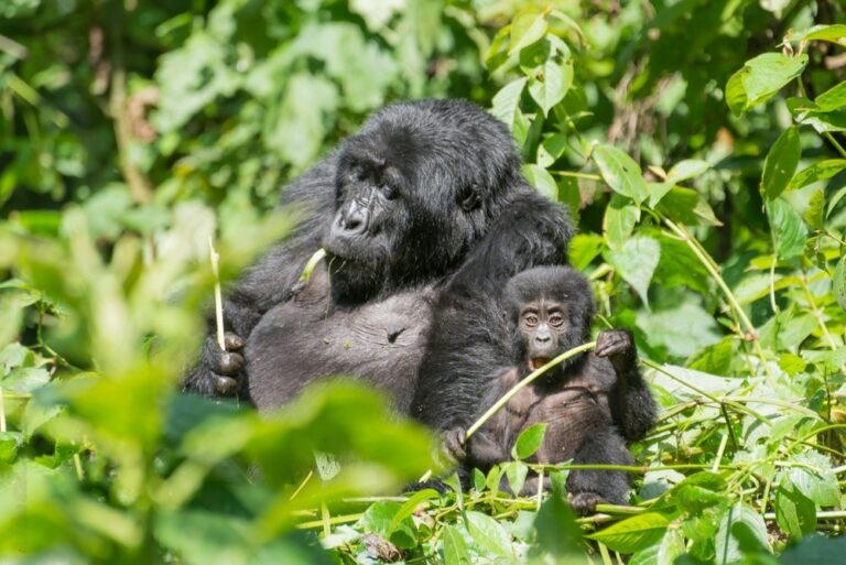 3 Days Uganda Gorilla Trekking Tour From Kigali,Rwanda