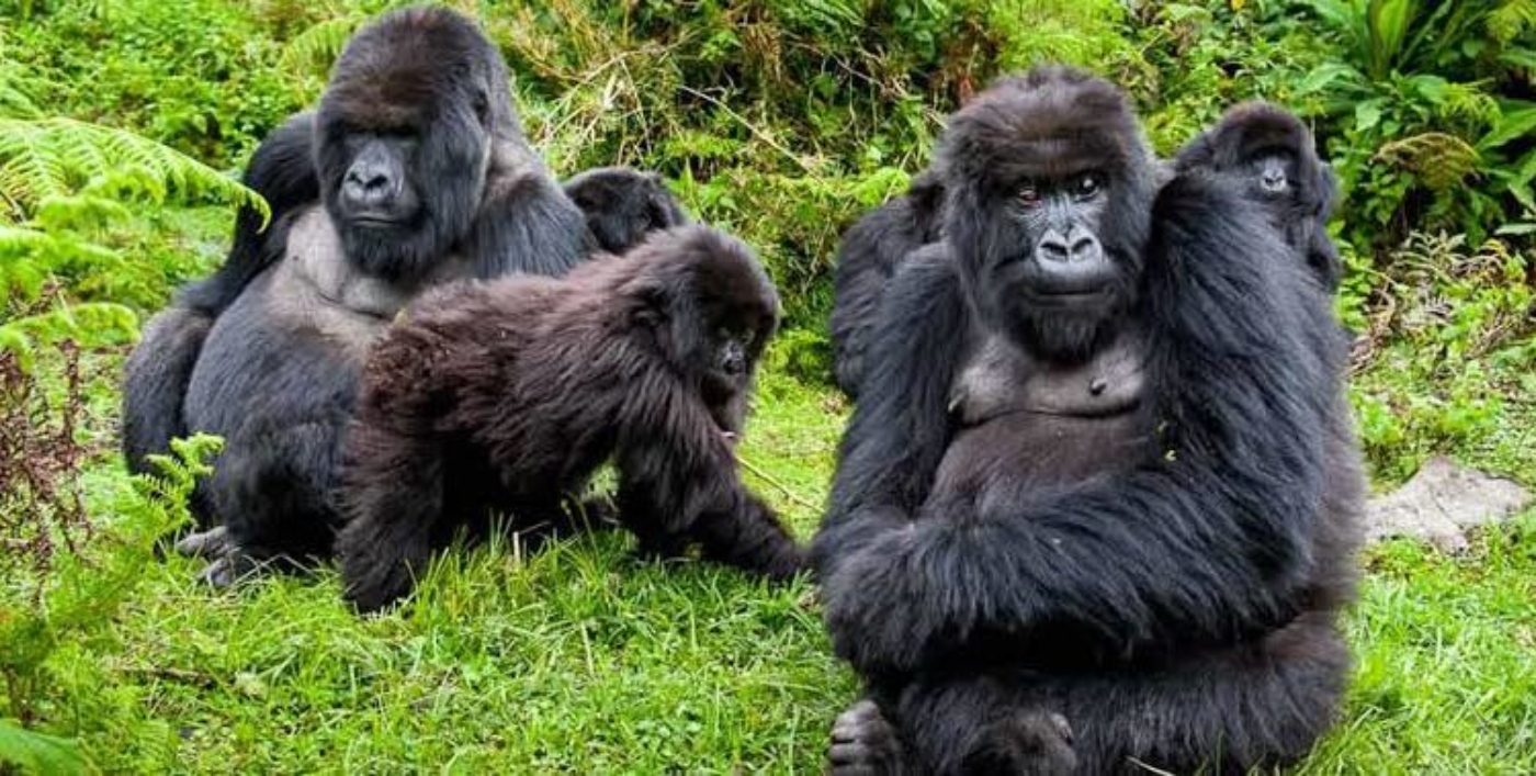 1 Day Rwanda Gorilla Trekking Experience