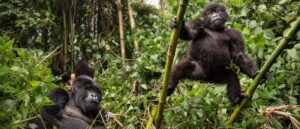 A Guide to Gorilla Trekking in Uganda; Things to know before you go