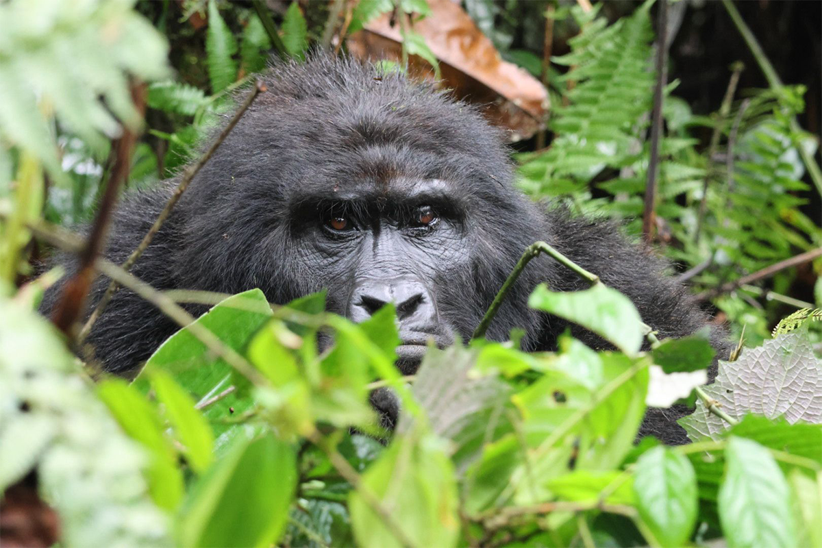 6 Days Rwanda Gorilla And Wildlife Safari
