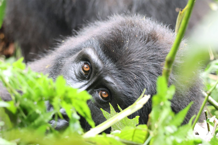 8 Days Uganda Epic Gorilla Trek & Ugandan Wildlife