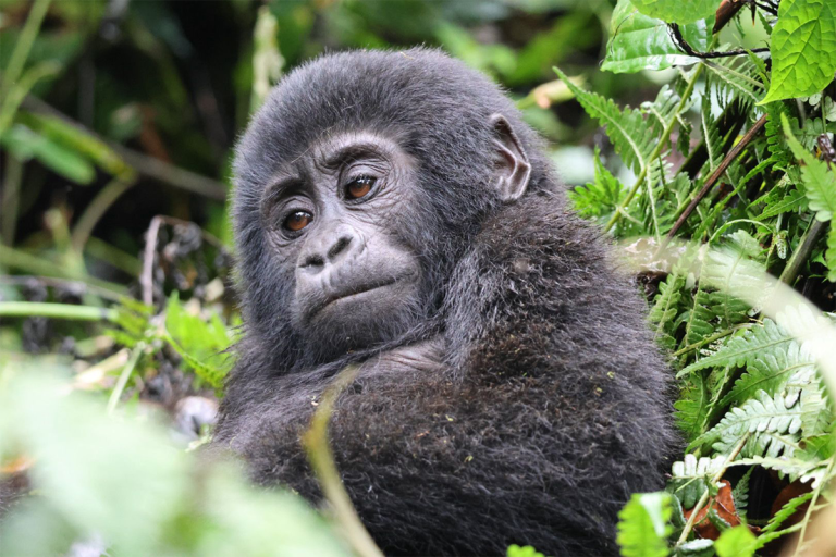 Rwanda Multiple Silverback Gorilla Tracking Experience