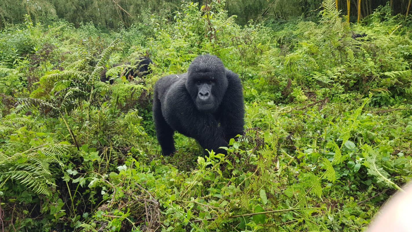 Rwanda Expedition With Chimpanzees & Gorilla Trekking