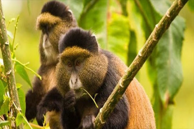 golden monkey trekking in Rwanda