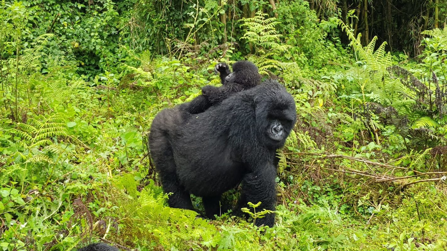 3 Days Gorilla Trekking In Rwanda