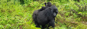 Kwita Izina – Rwanda Gorilla Naming Ceremony
