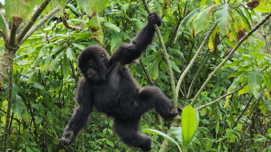 Top Things to do in Rwanda in 2023