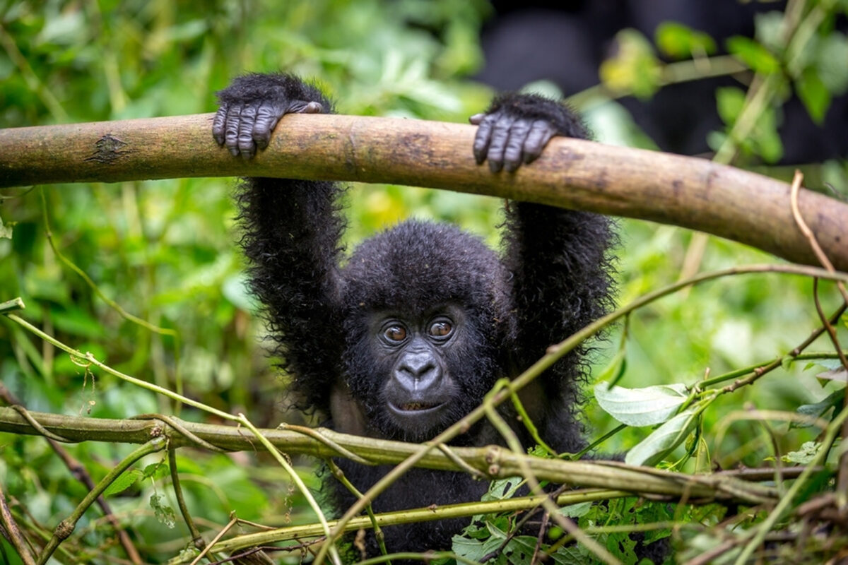 Baby-Gorilla-Rwanda-Gorilla-Trekking