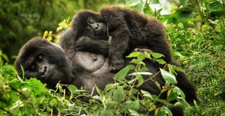 7 Days Rwanda Gorilla Trekking And Wildlife Safari