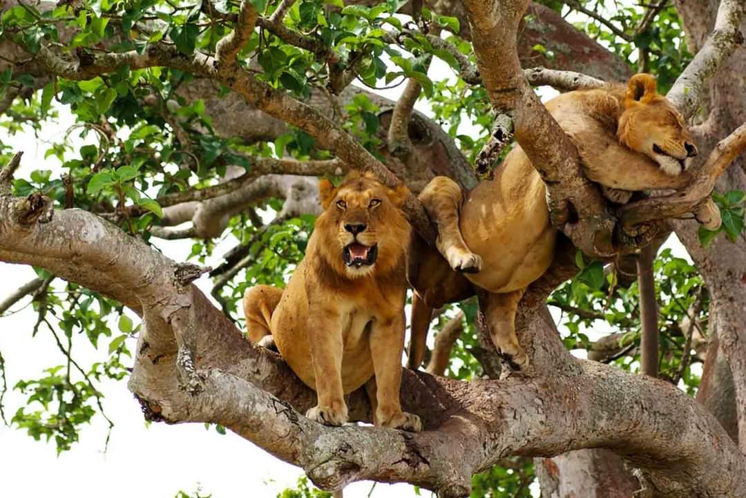 Queen Elizabeth National Park
