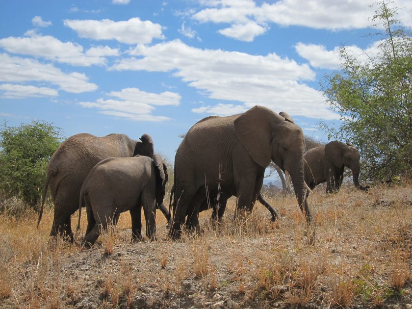 Lake Manyara National Park