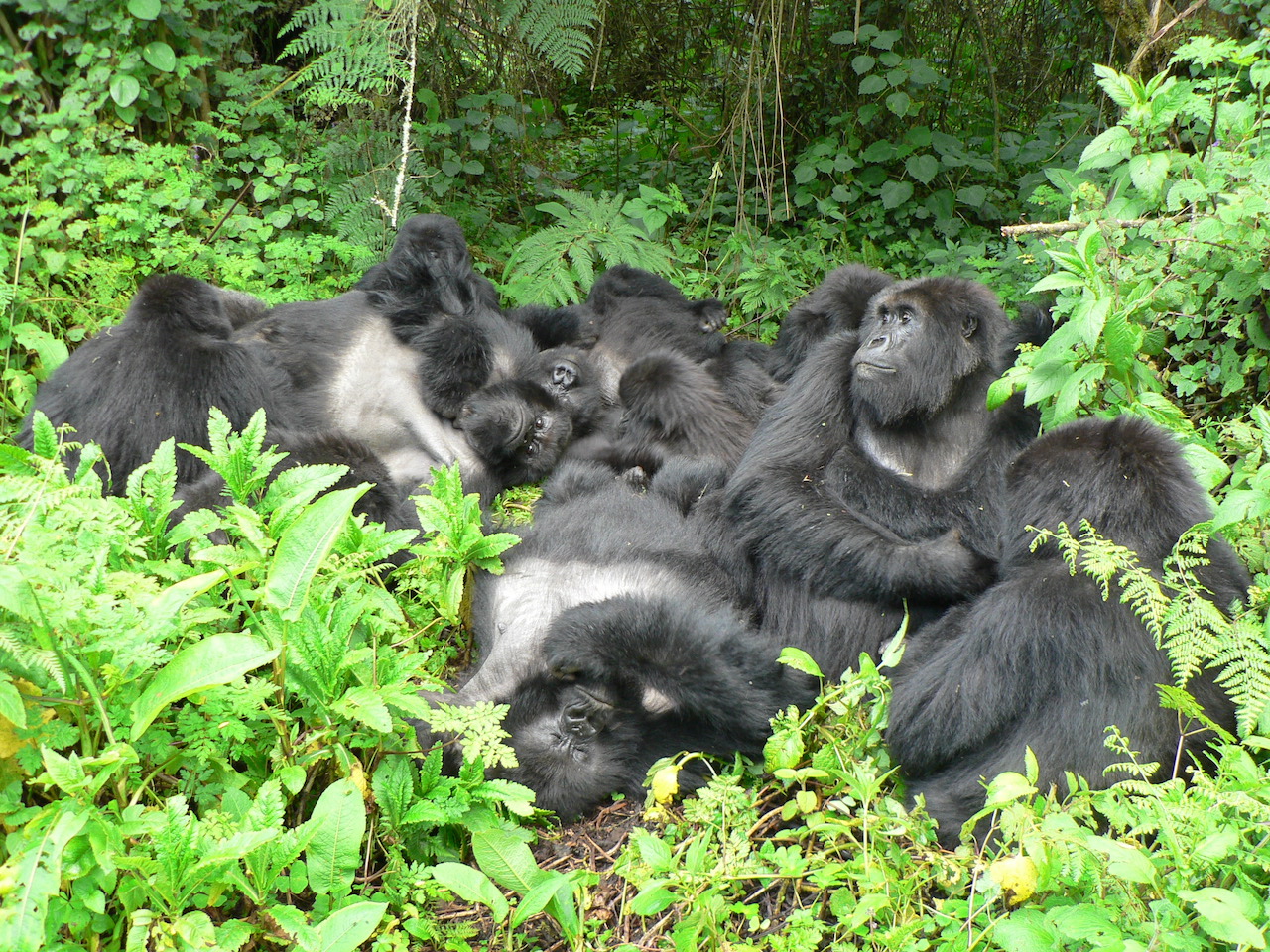 Dian Fossey