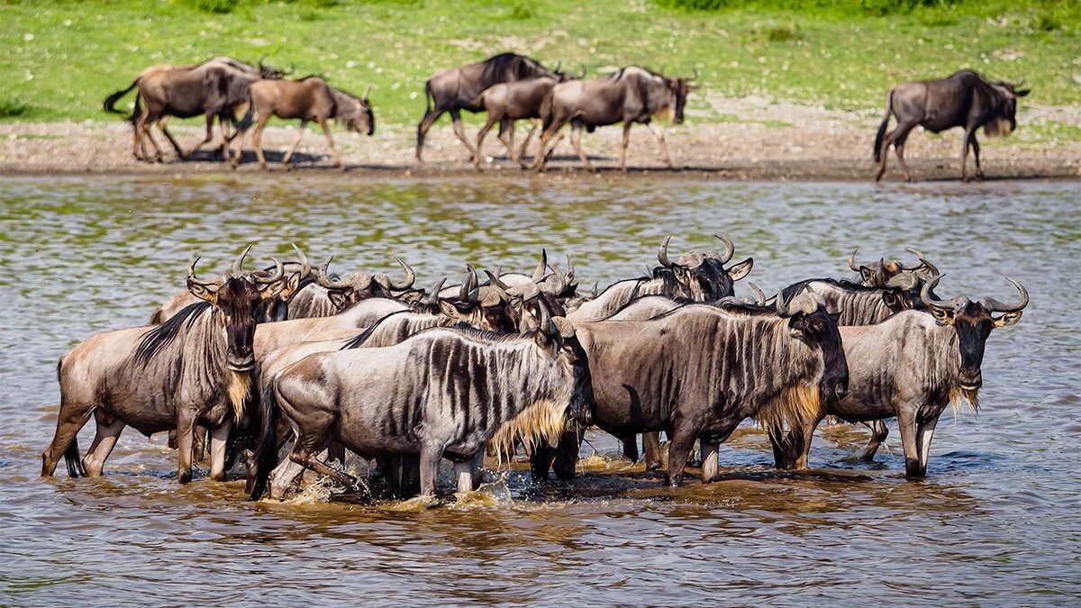 Ndutu