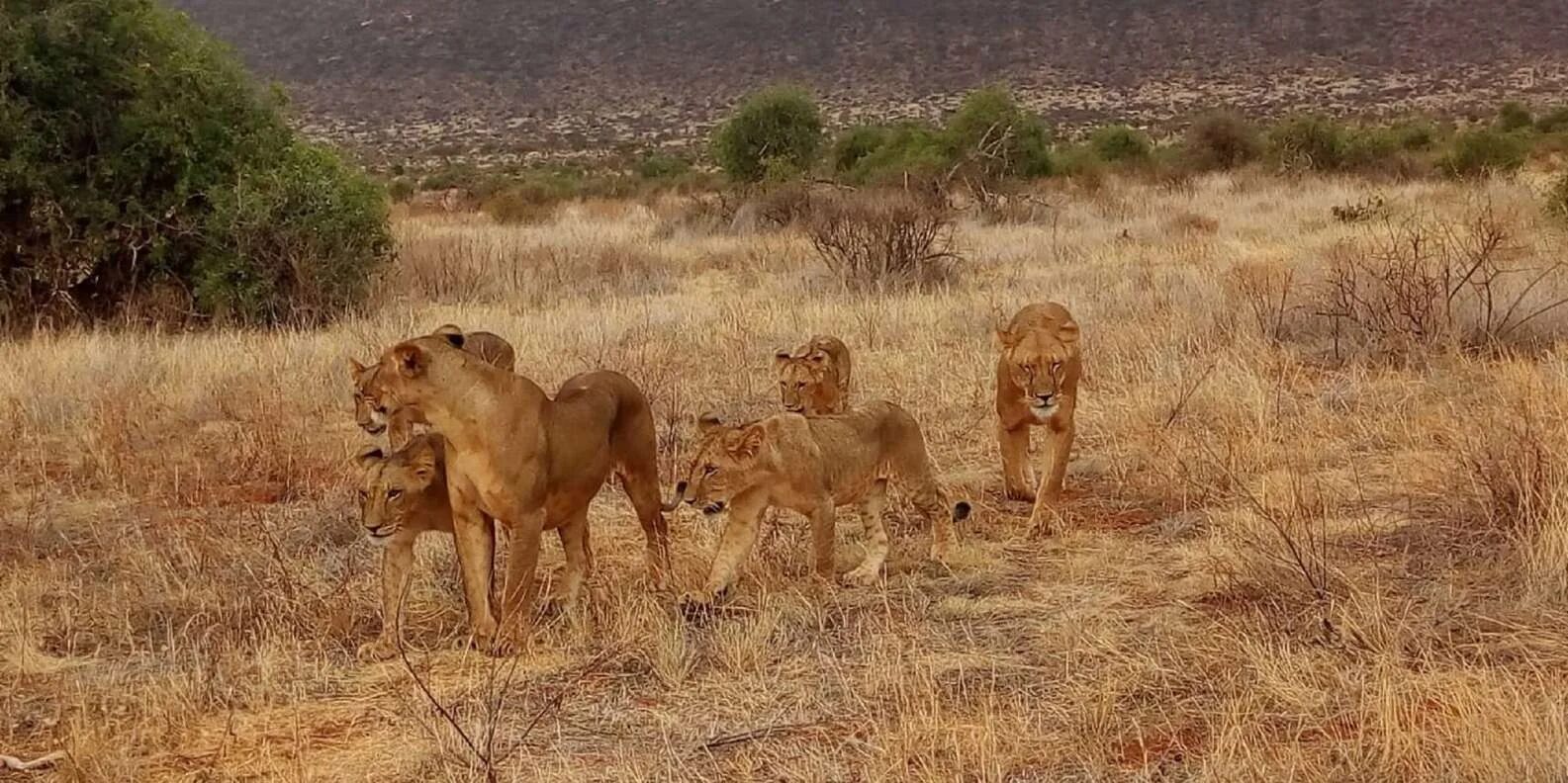 Tsavo East National Park