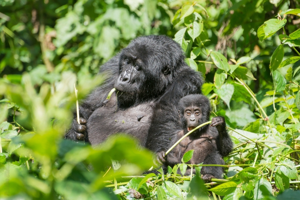 3 Days Uganda Gorilla Trekking Tour From Kigali,Rwanda