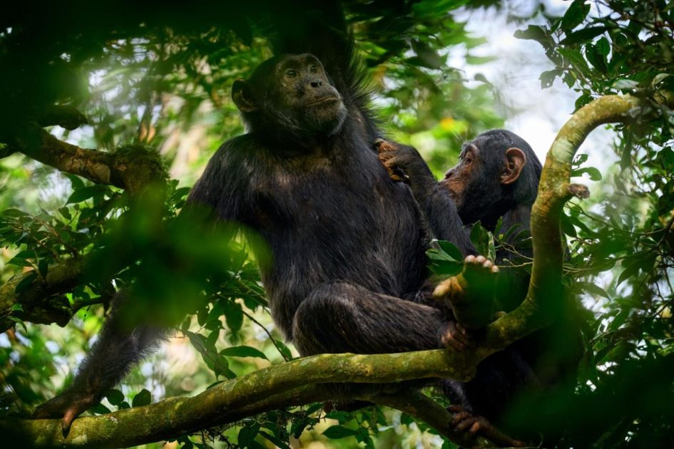 Chimpanzee Trekking