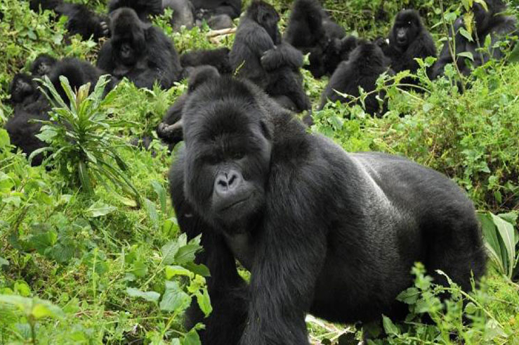 Mgahinga Gorilla National Park
