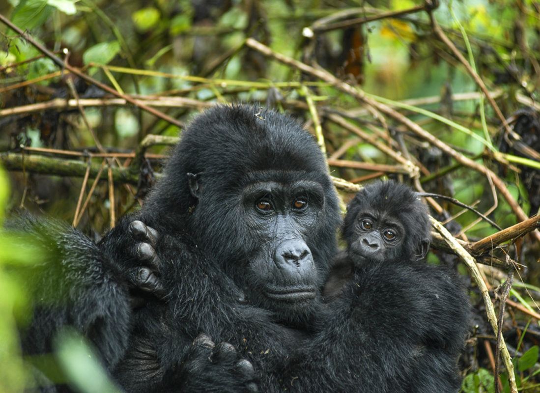 Gorilla Trekking