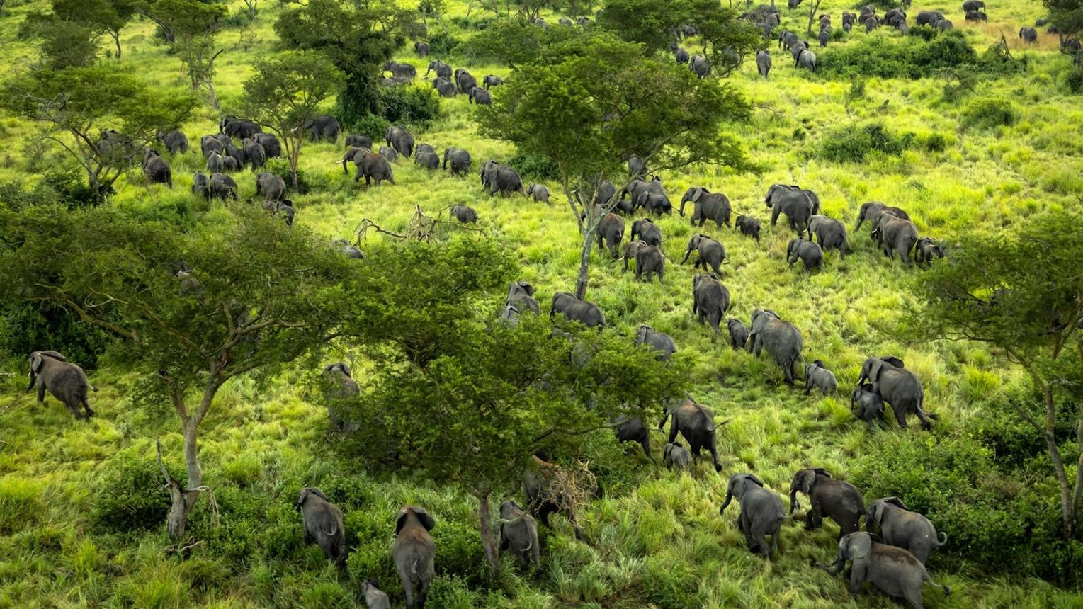 Mpotsa Forest