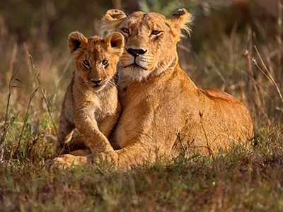 Africa's Big 5 Safaris